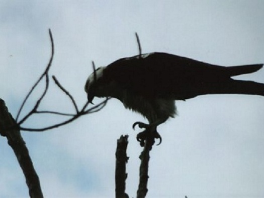 Walking Path Walking Path