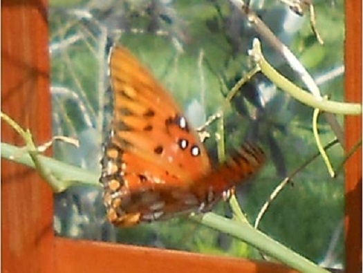 Butterfly Garden Butterfly Garden