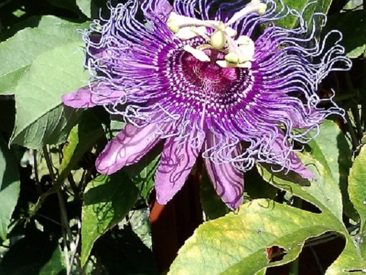 Butterfly Garden Butterfly Garden